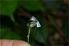 Aneilema scaberrimum